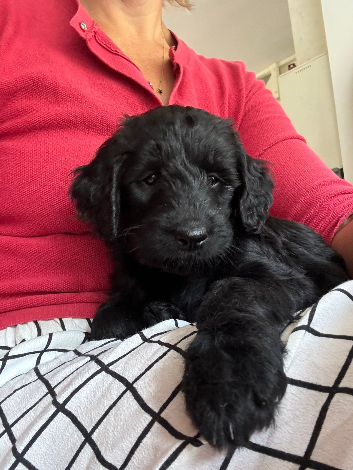 Labradoodle dubbel doodles double, Dieren en Toebehoren, Honden | Niet-rashonden, Parvo, 8 tot 15 weken, Meerdere, Meerdere dieren