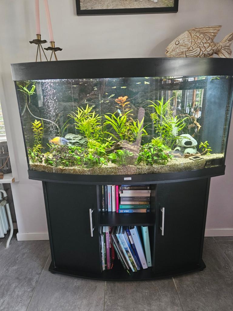 Compleet aquarium. Guppen. Vissen. Juwel vision  180., Ophalen, Gebruikt, Aquariummeubel, Inclusief vissen
