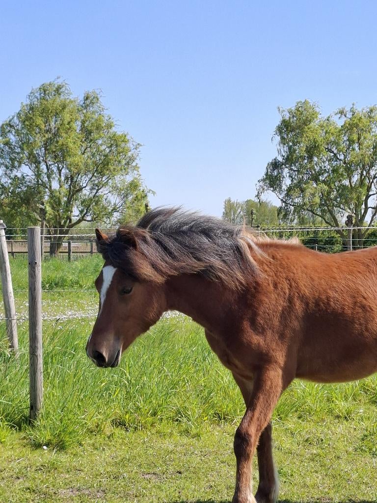 C-pony jaarling hengst (toekomstige kinderpony), Dieren en Toebehoren, Hengst, C pony (1.27m tot 1.37m), Gechipt, 0 tot 2 jaar