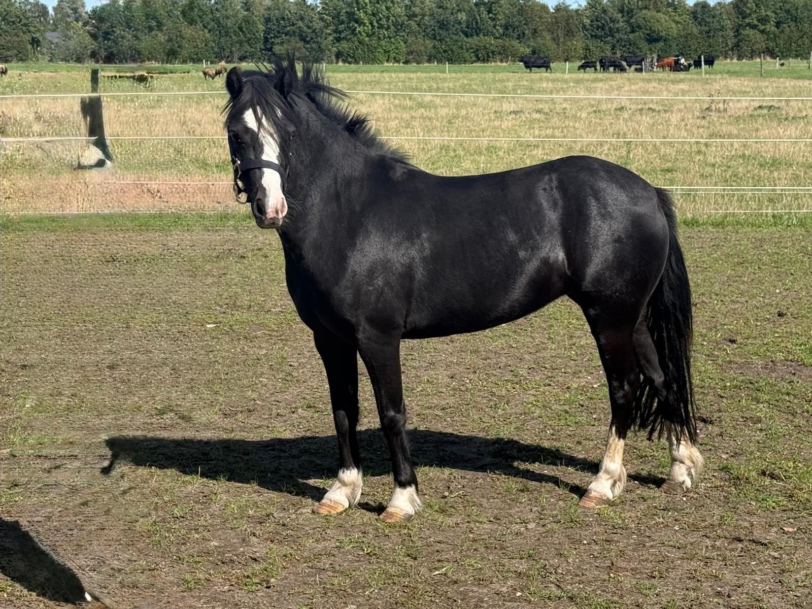 mooie zwarte 3 jarige Welsch A pony merrie, Dieren en Toebehoren, Merrie, A pony (tot 1.17m), Met stamboom, 3 tot 6 jaar