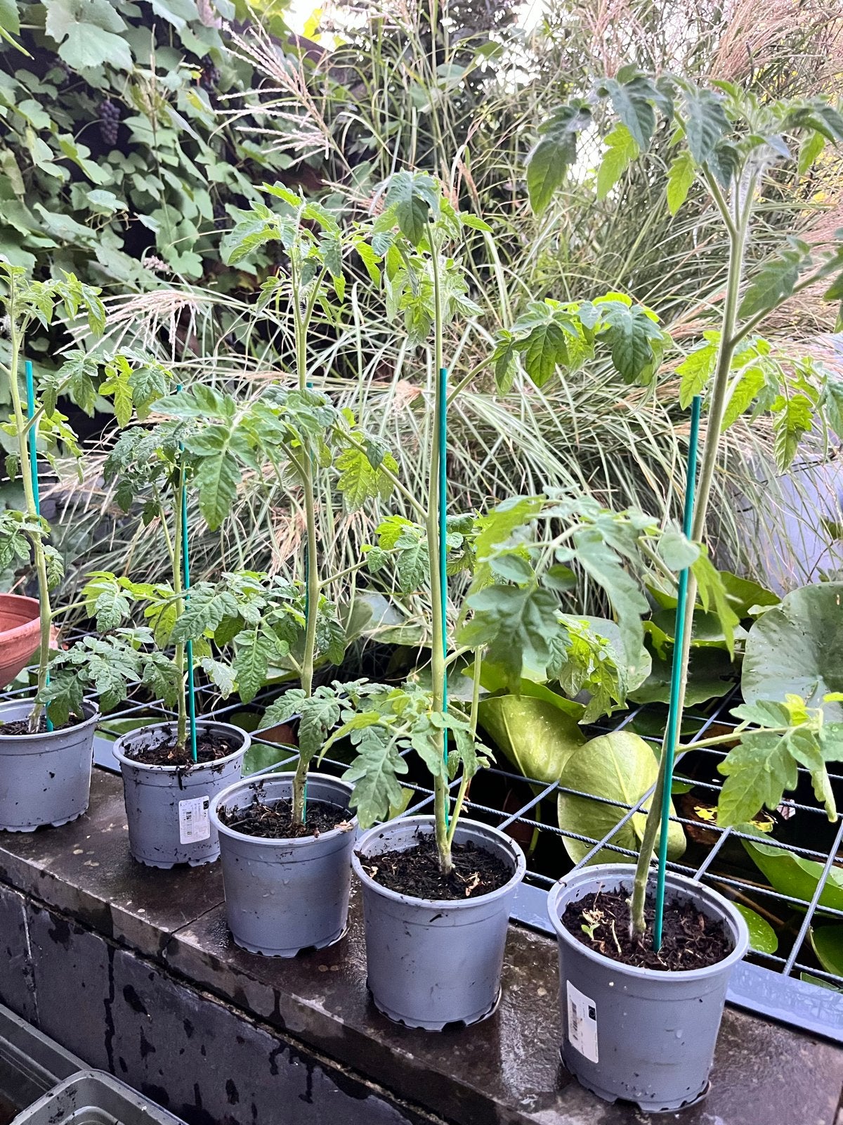 Biologische Tomaten- en Paprikaplantjes, Ophalen, Volle zon, Eenjarig, Zomer