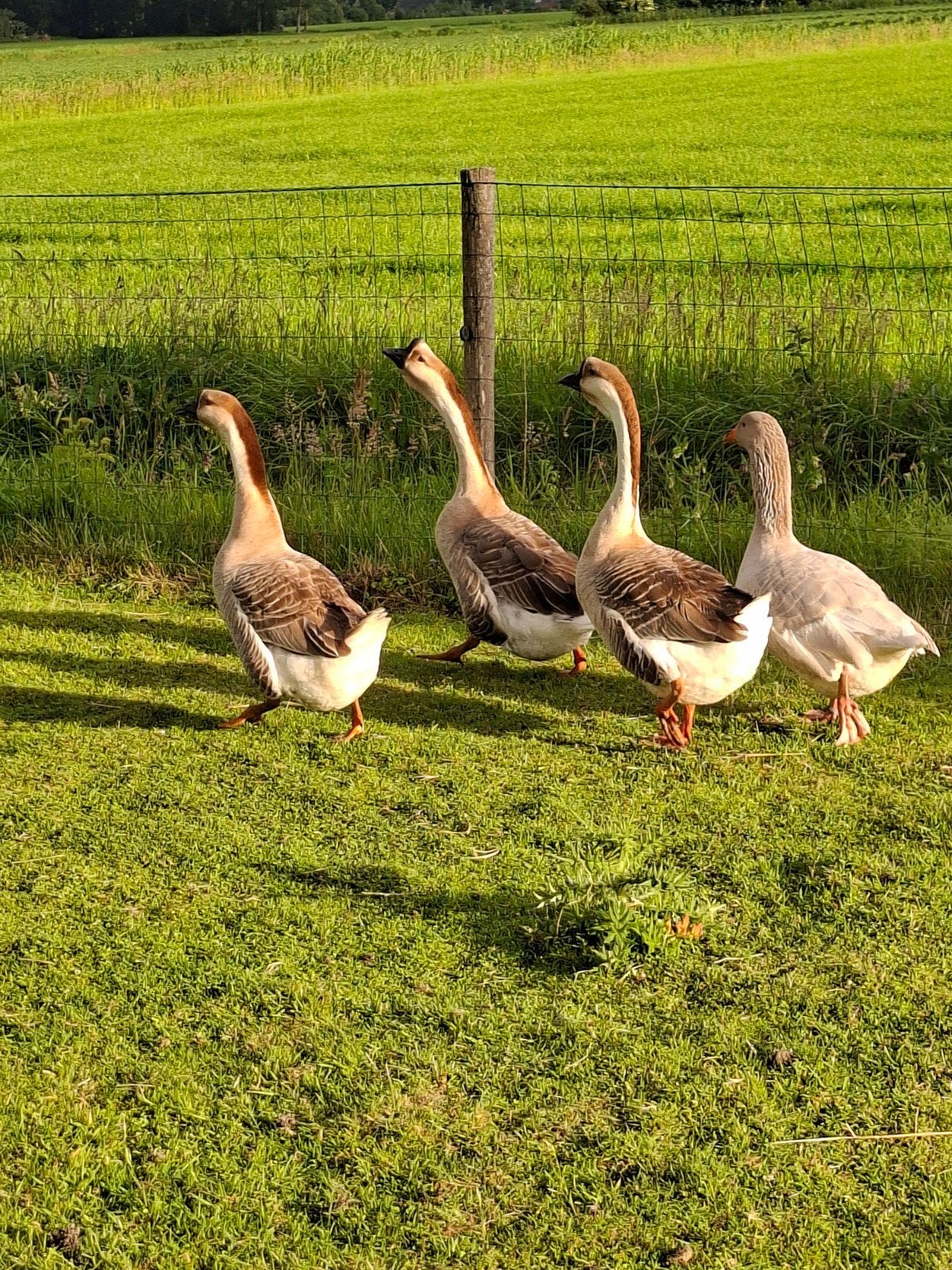 Koppel Chinese knobbelganzen (gent en gans)., Dieren en Toebehoren, Meerdere dieren, Overige soorten