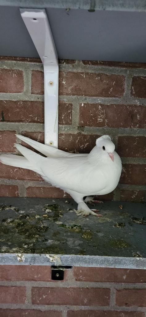 Duiven takla, Meerdere dieren, Postduif