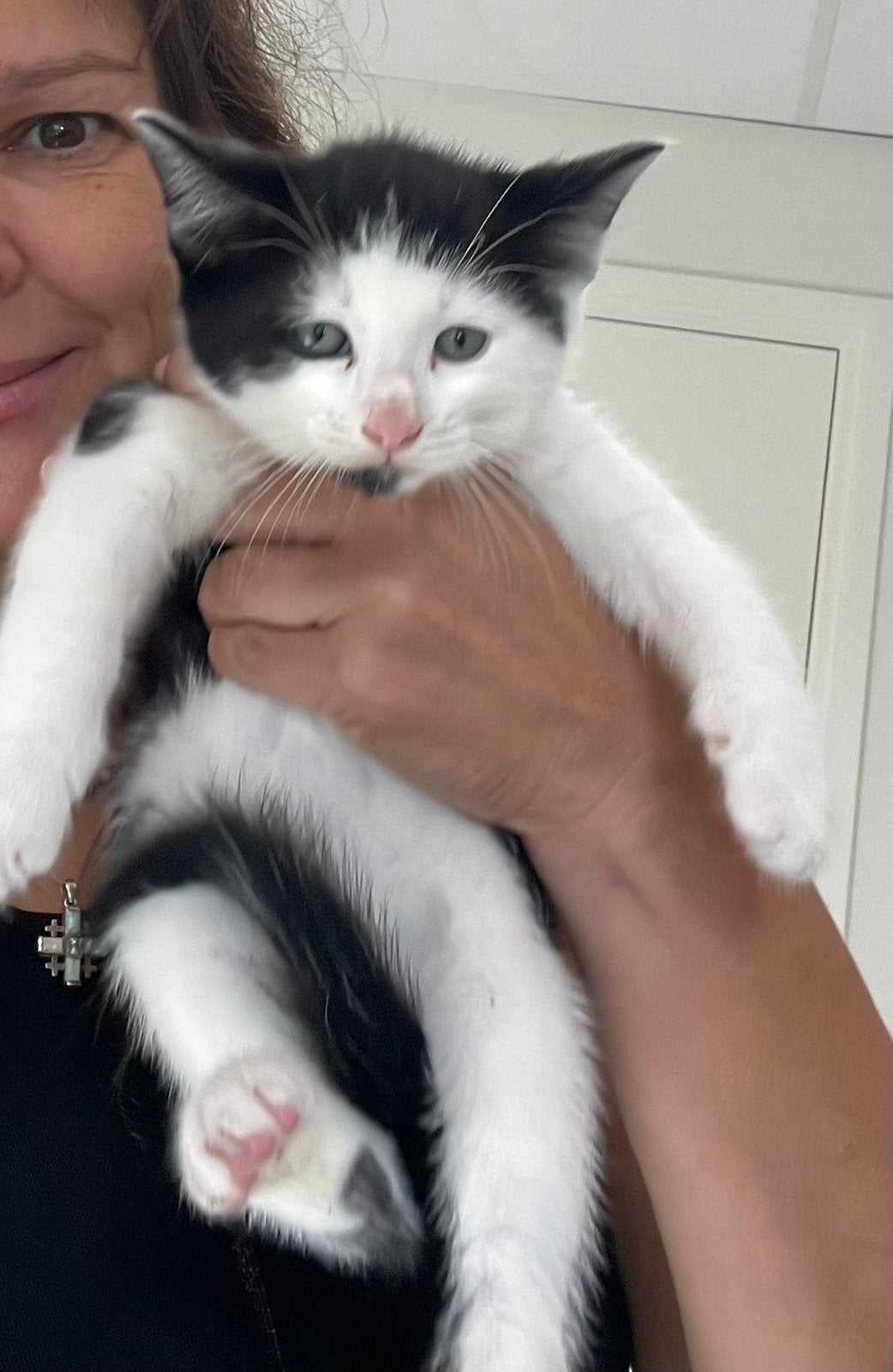 Kittens kruising ragdol, Meerdere dieren
