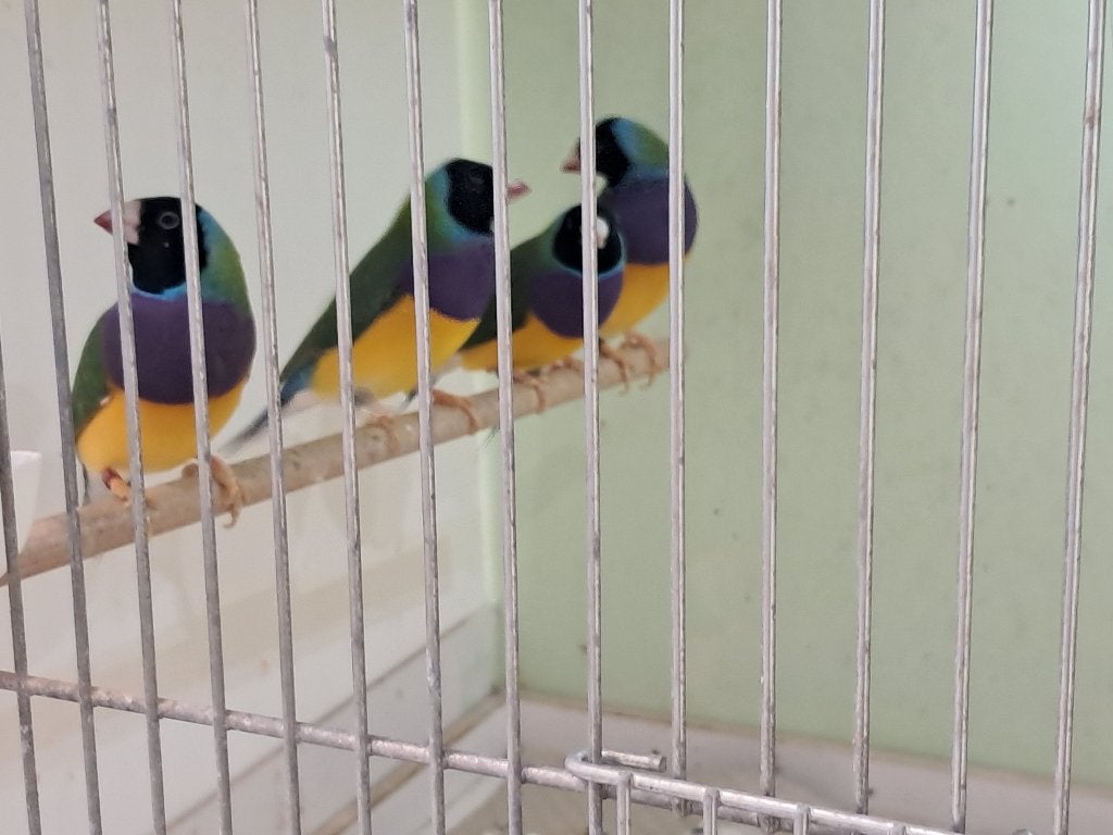 Gouldamadines, Dieren en Toebehoren, Vogels | Overige Vogels, Meerdere dieren, Tropenvogel, Geringd