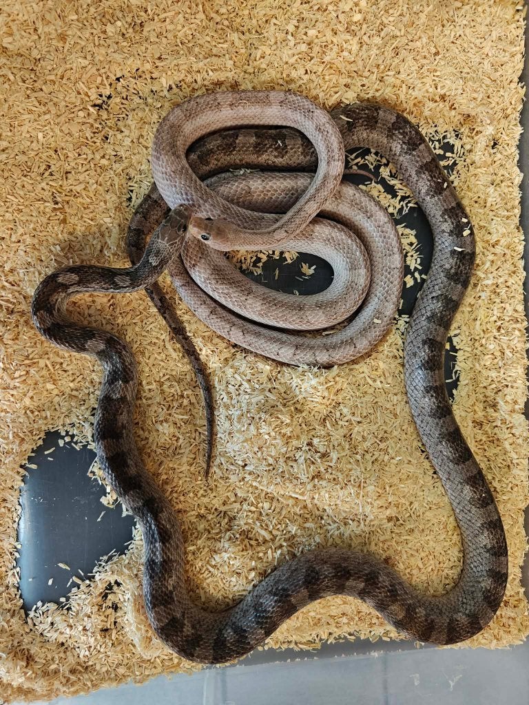 Rattenslang pewter Rat Snake photo 3