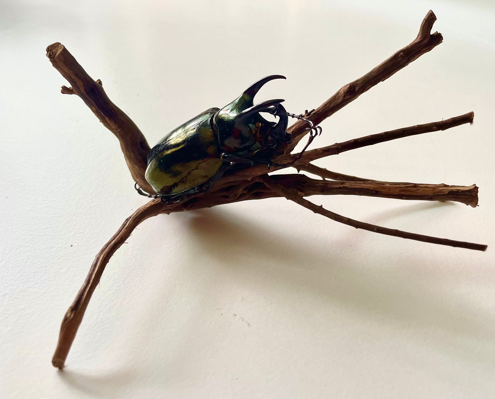 Grote spinnende watertor - Prachtig exemplaar, Verzamelen, Ophalen of Verzenden, Gebruikt, Insect, Opgezet dier