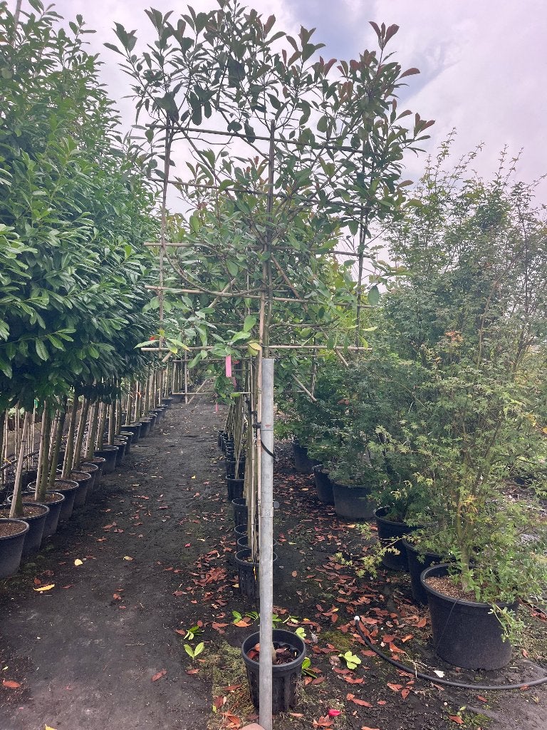 leiboom restpartij OP=OPstam maat160en170cm NU 100,-euro pst, Overige soorten, Zomer, Ophalen, Volle zon
