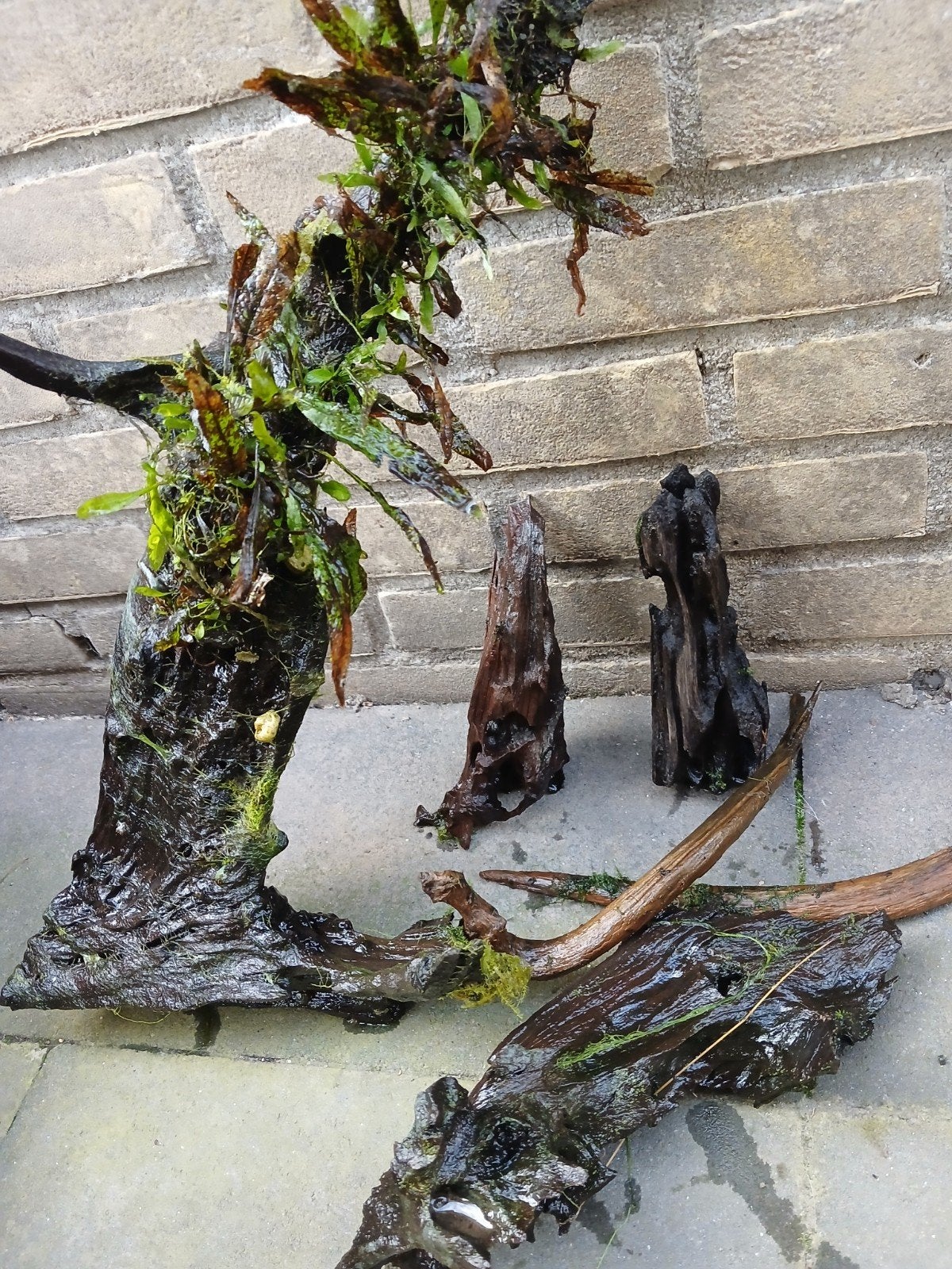 Aquarium hout, Ophalen of Verzenden, Plant(en), Steen of Hout