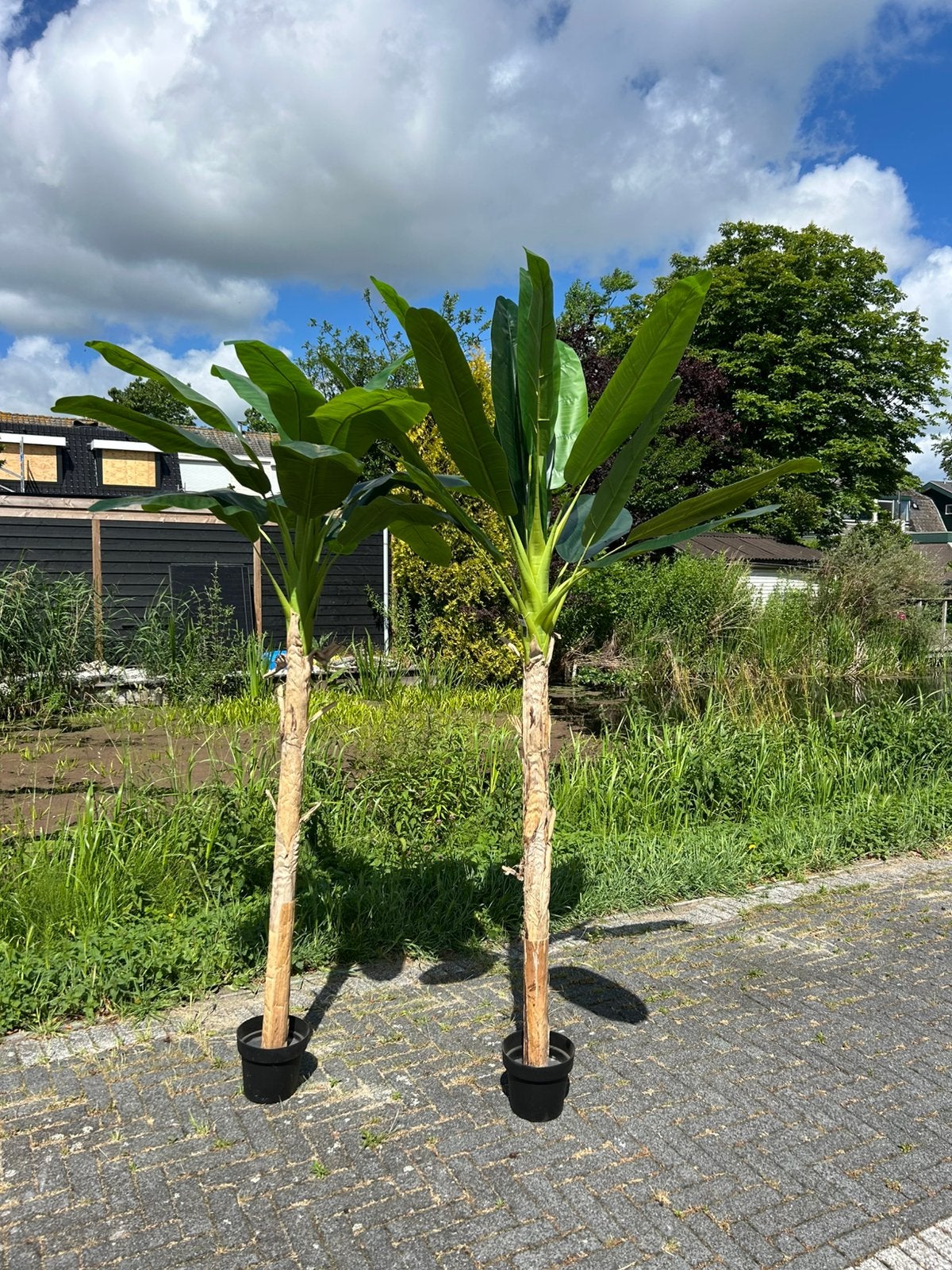 Bananen planten huren € 12,50 per stuk 4 stuks palmen hawaii, Ophalen, Nieuw