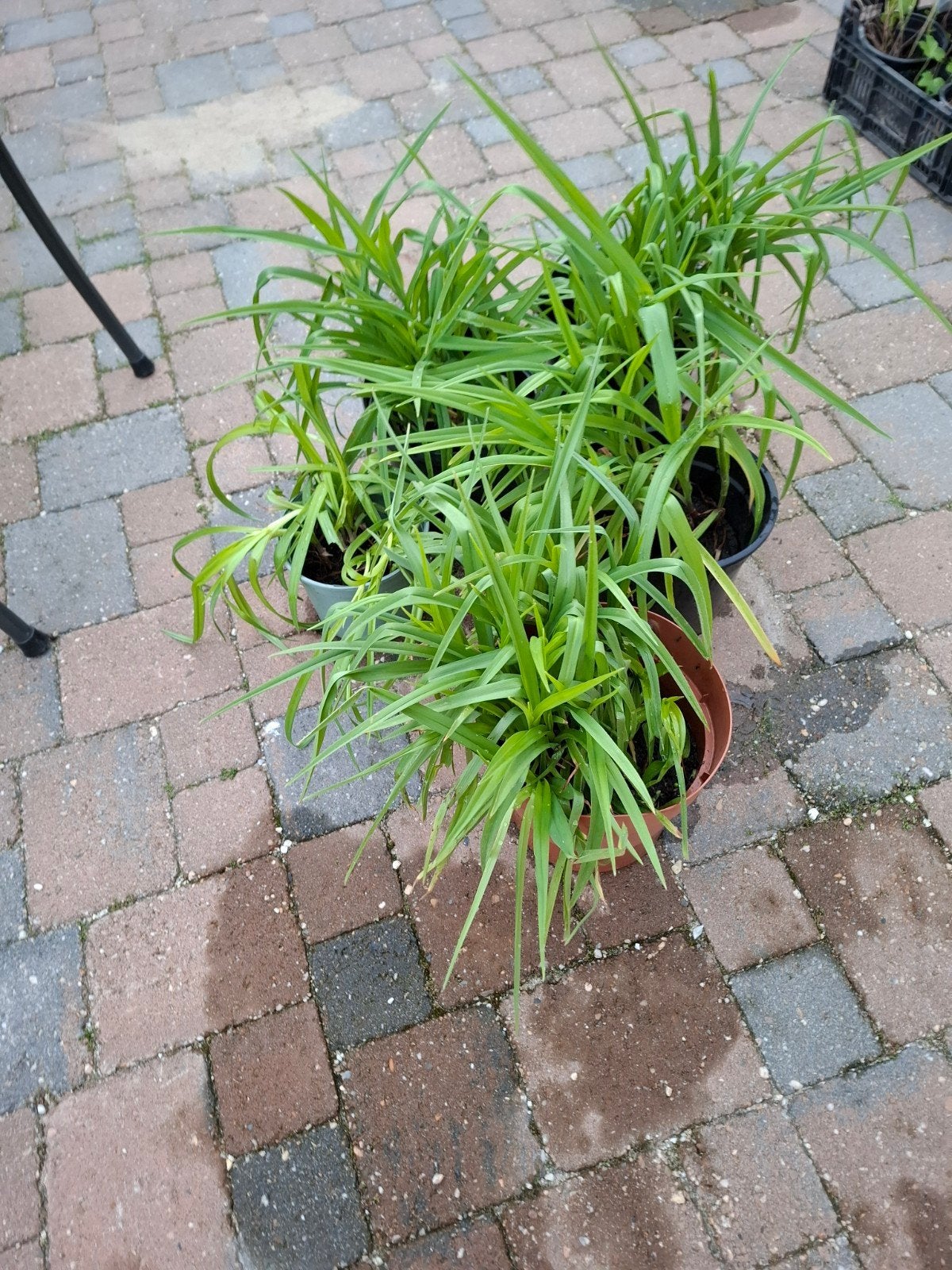 Tradescantia virginiana of Eendagsbloem, Tuin en Terras, Planten | Tuinplanten, Ophalen, Overige soorten, Halfschaduw