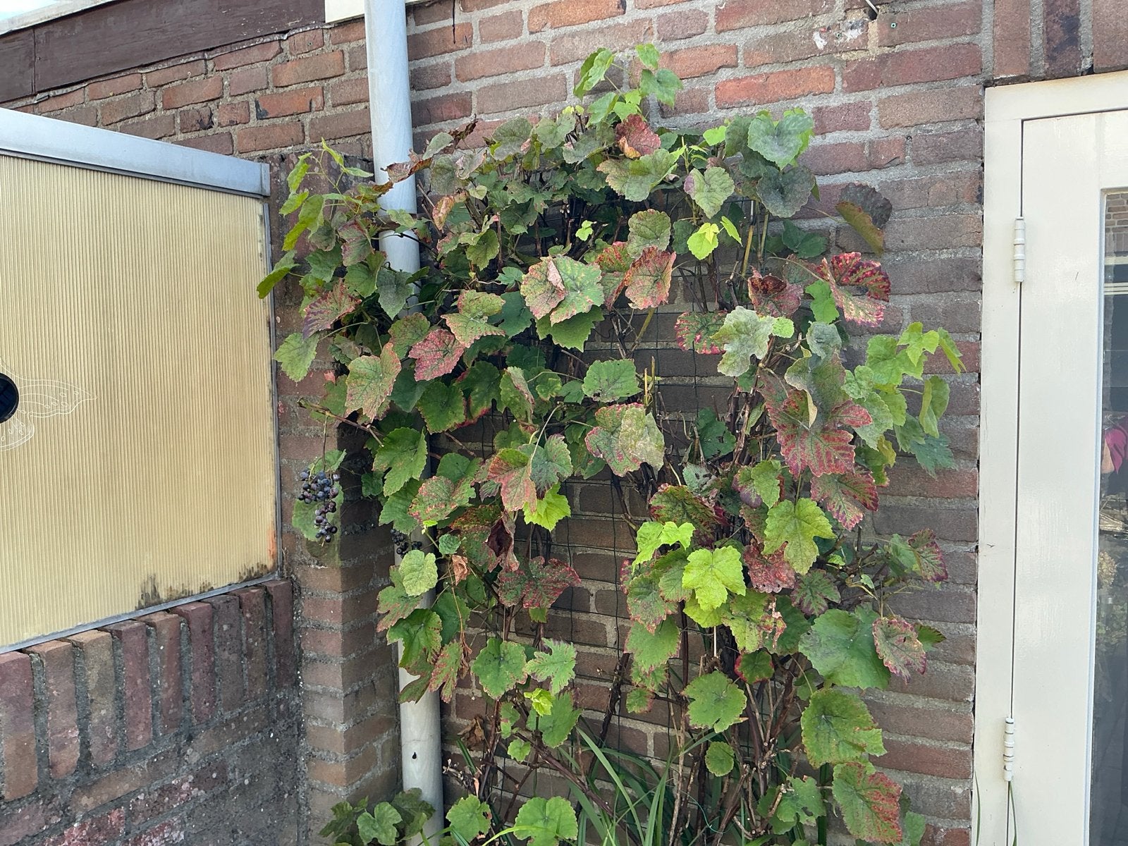 Druivenplant - Vaste klimplant voor uw tuin, Tuin en Terras, Volle zon, Vaste plant, Ophalen of Verzenden, Klimplanten