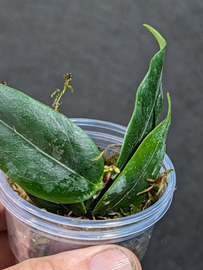 Hoya acuminata, Overige soorten, Minder dan 100 cm, Bloeiende kamerplant, Halfschaduw