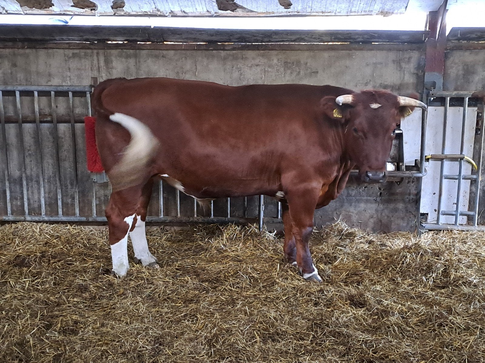 brandrode os, Dieren en Toebehoren, Runderen, Mannelijk