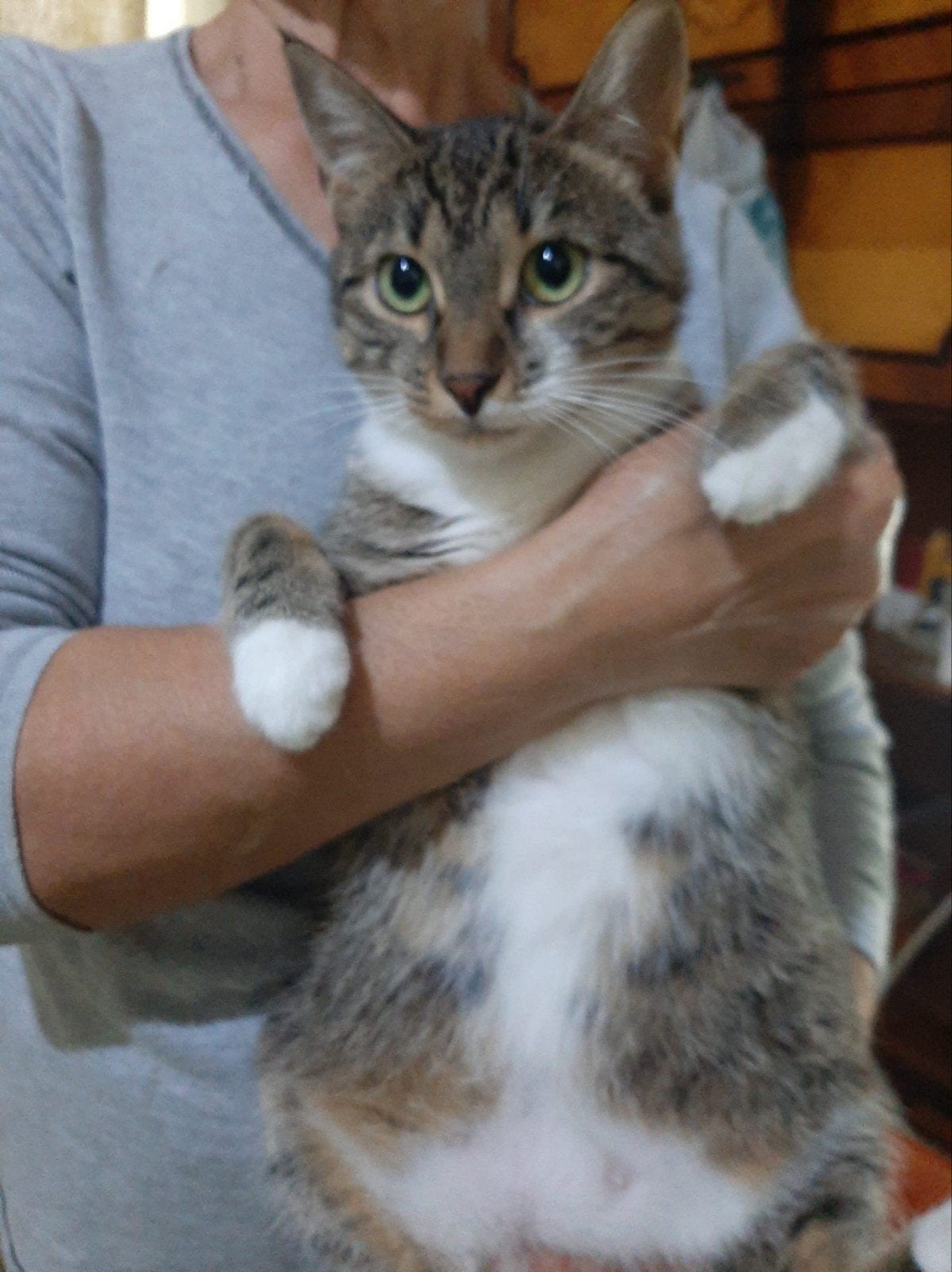 poes Bety ter adoptie, Poes, Kortharig, 3 tot 5 jaar