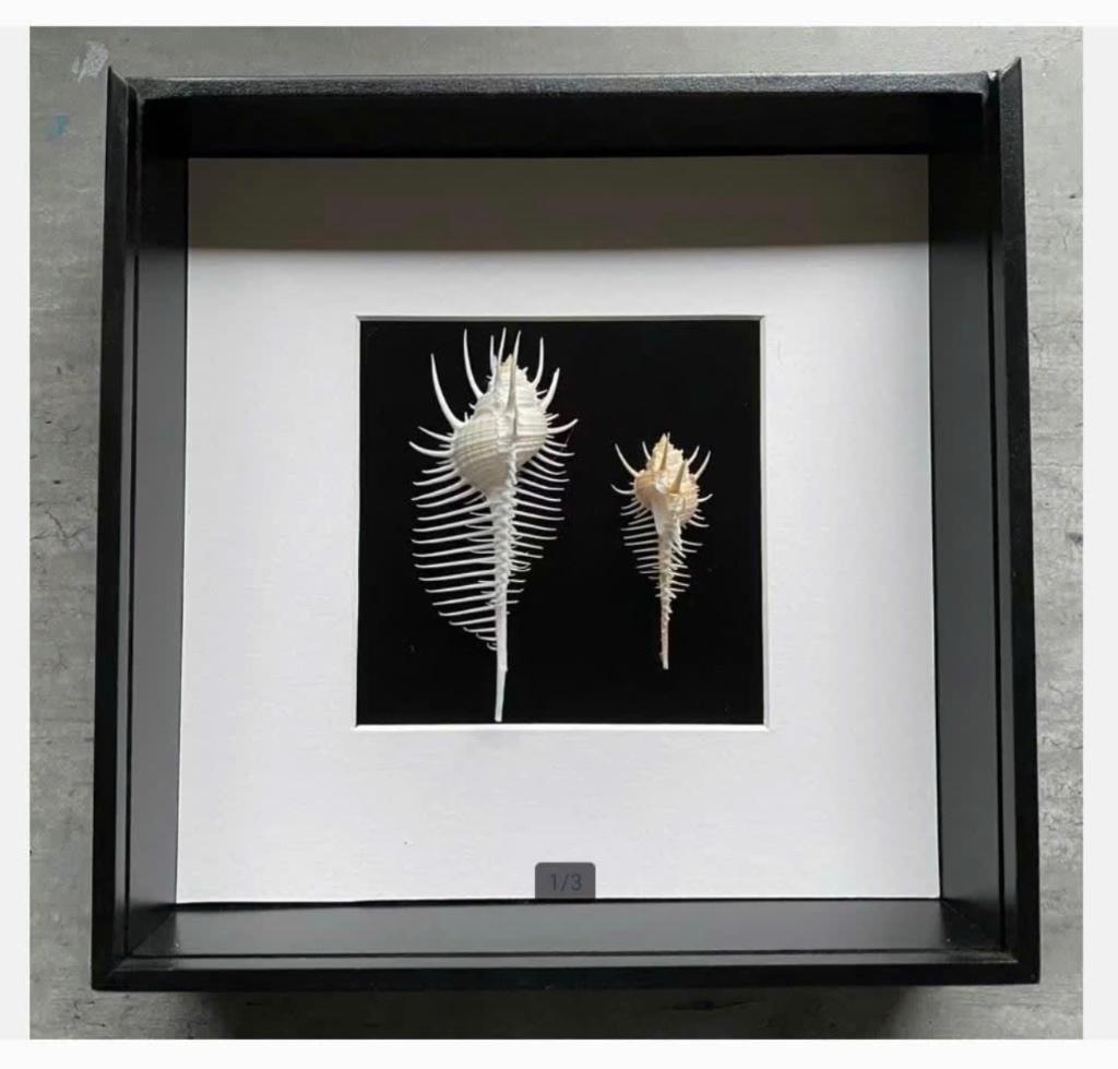 Murex pecten schelpen in zwarte lijst 23 x 23 cm, Ophalen of Verzenden, Schelp(en)