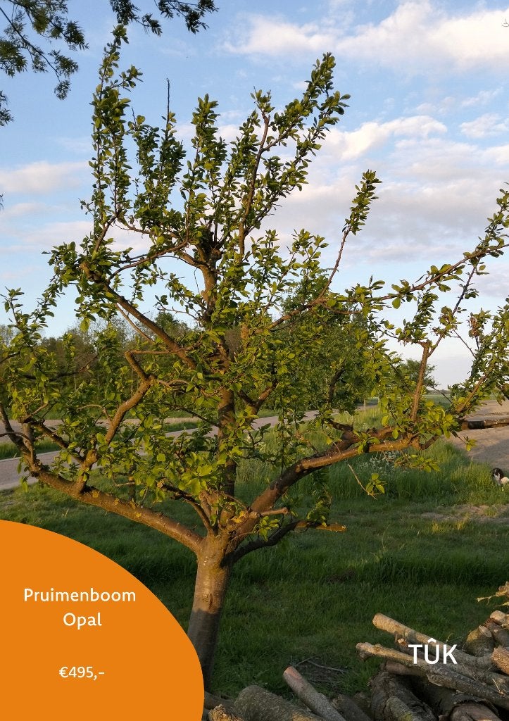Pruimenboom Opal  25 jaar oud, Ophalen, Lente, Volle zon, 250 tot 400 cm