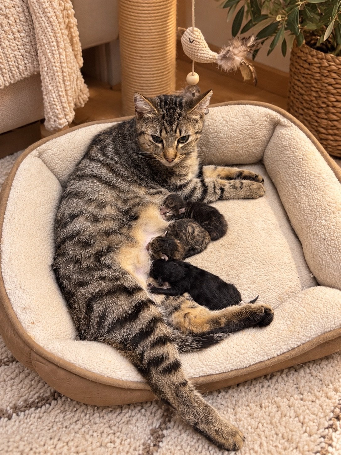 Lieve kittens (3), Dieren en Toebehoren, Poes, Kortharig, 0 tot 2 jaar