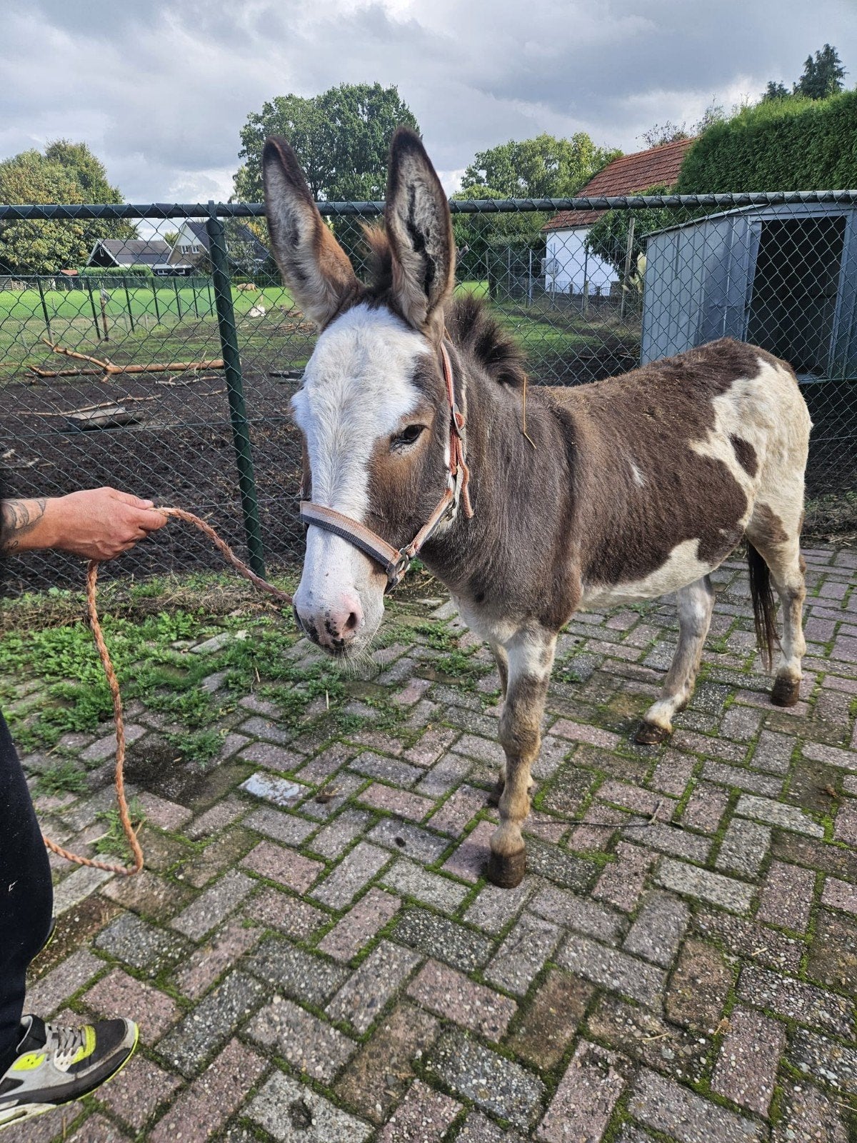 Kwaliteit 's,  bonte, Merrie