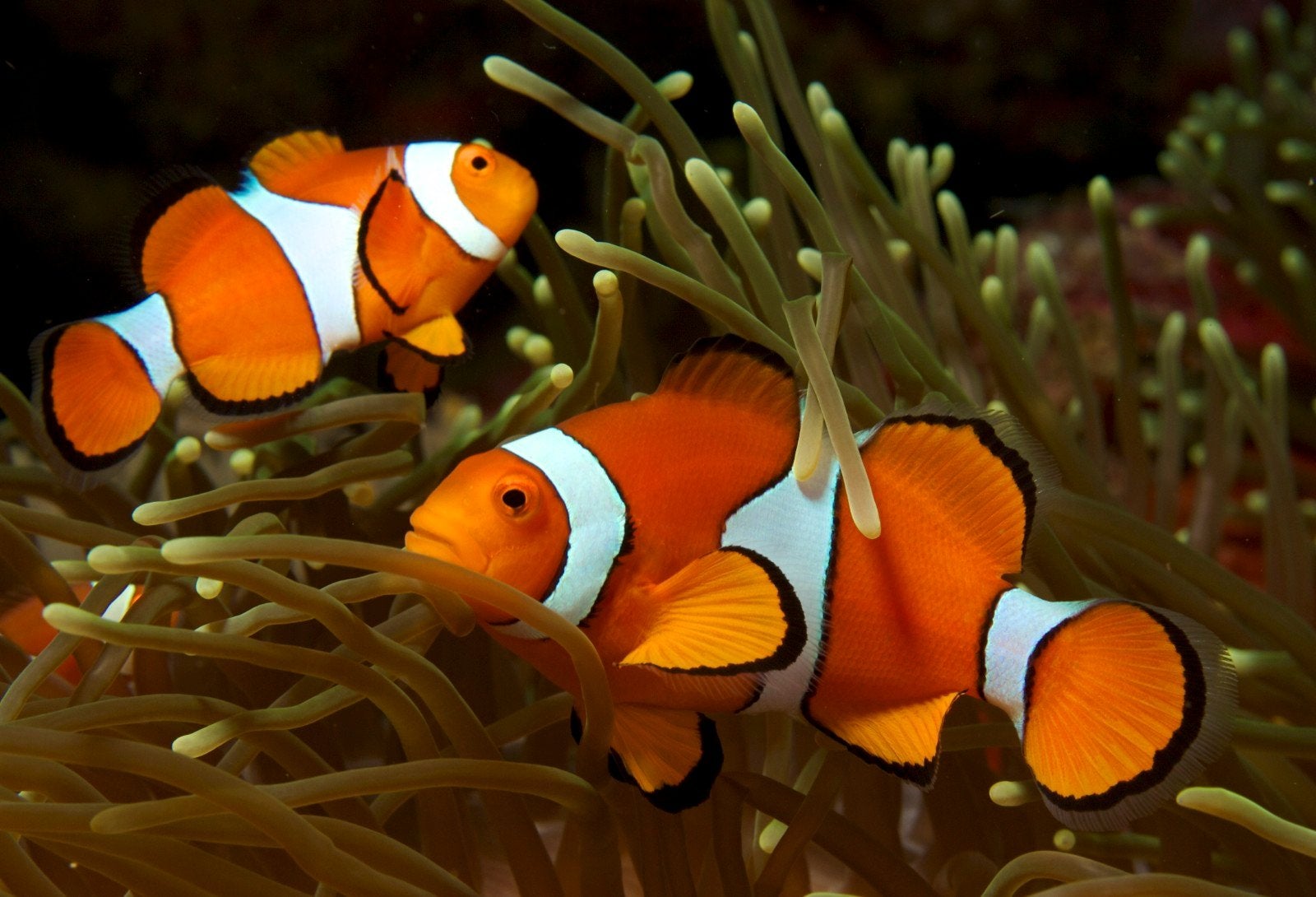 clownsvissen (Amphiprion Ocellaris), Vis, Zoutwatervis