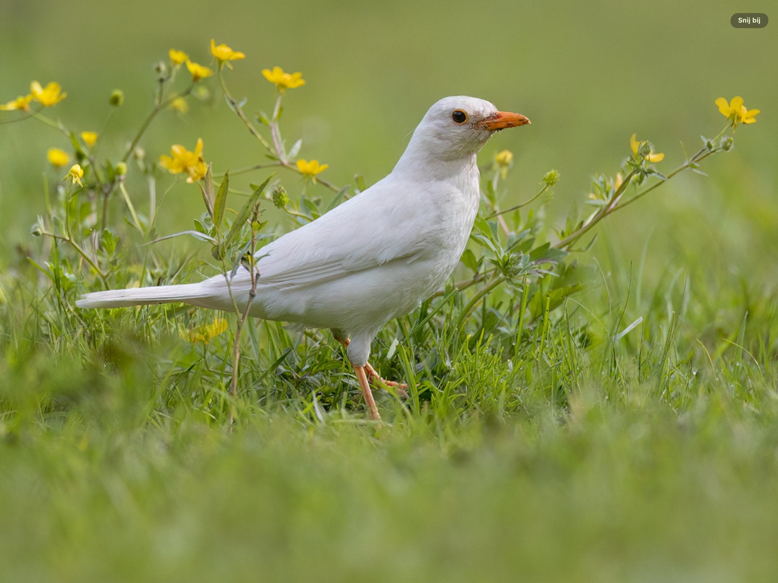 Grizzle merel pop 2026, Dieren en Toebehoren, Vrouwelijk, Geringd