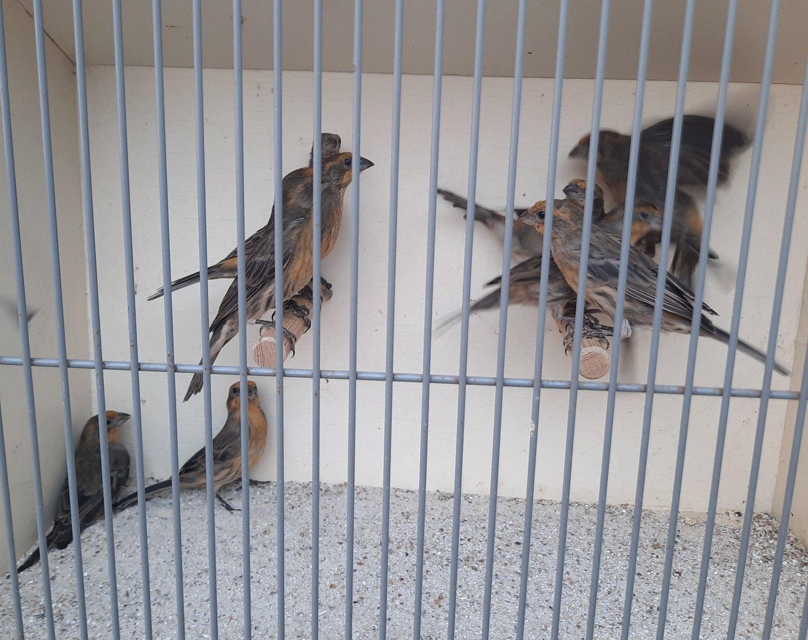 meerdere Mexicaanse roodmussen, Dieren en Toebehoren, Meerdere dieren, Tropenvogel