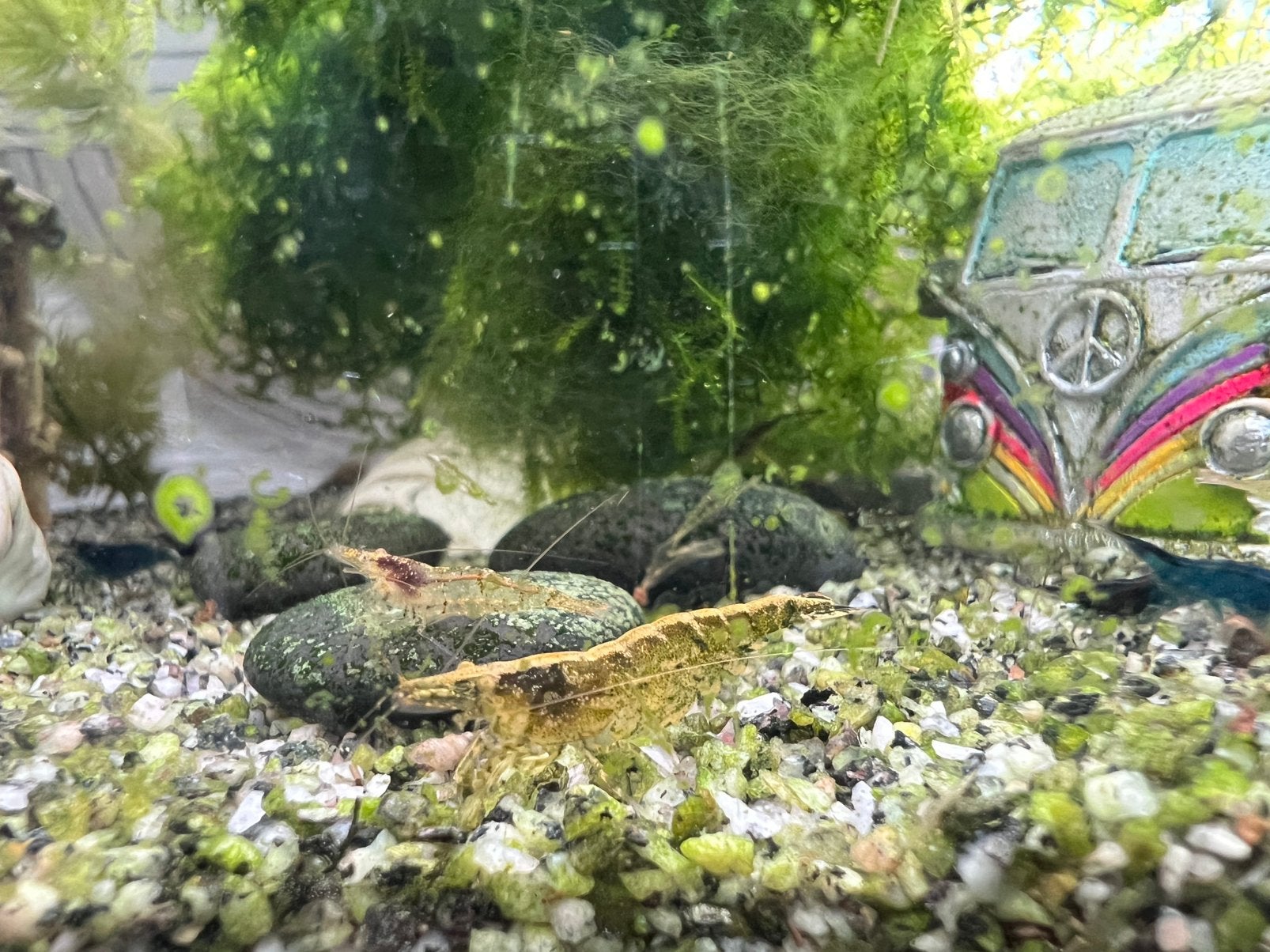 Garnalen, geel/doorzichtig, 5 stuks., Dieren en Toebehoren, Vissen | Aquariumvissen, Kreeft, Krab of Garnaal