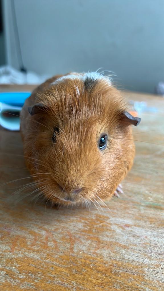 Gratis wit oranje cavia, Dieren en Toebehoren, Knaagdieren, Cavia, Mannelijk, Tam, Oktober