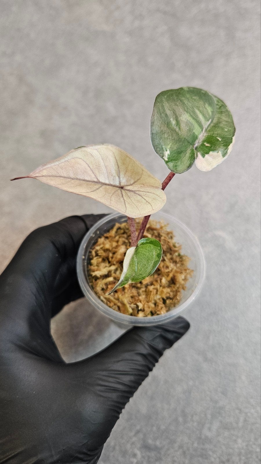 Alocasia Yucatan Princess Pink Variegata, Ophalen of Verzenden, Halfschaduw, Minder dan 100 cm