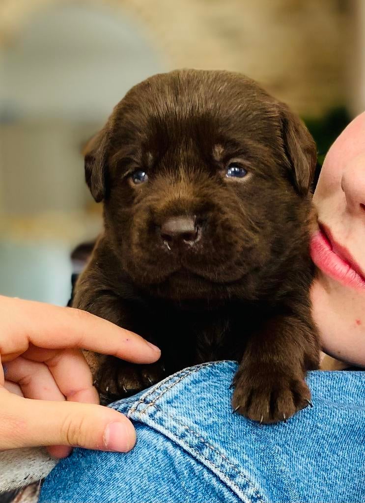 Mooie reu beschikbaar! mogen volgende week het nest verlaten, Parvo, 8 tot 15 weken, Labrador retriever, Meerdere