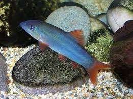 Botia modesta super color Blue - Blauwe botia - Koidream