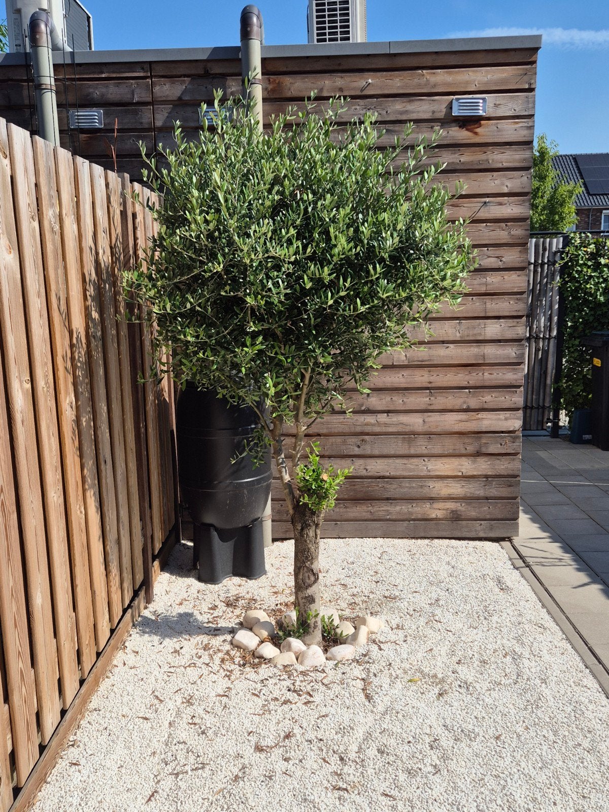 mooie sterke olijfboom, 100 tot 250 cm, Olijfboom, Zomer, Ophalen