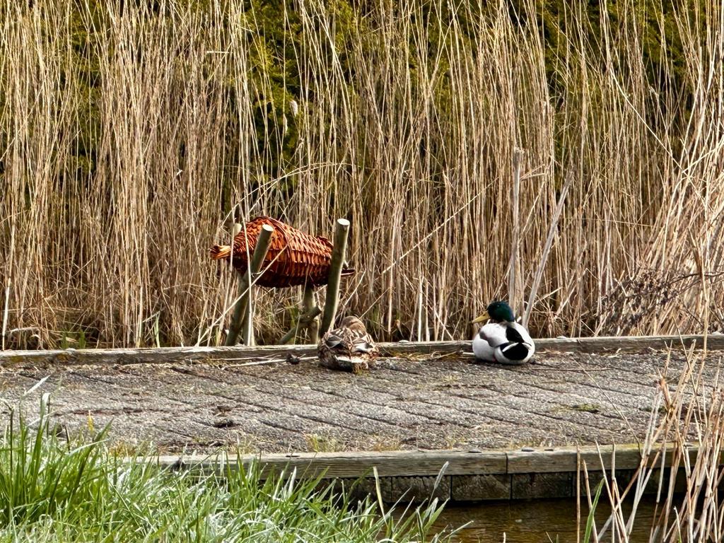Eenden, korve , nesten broed korven, Dieren en Toebehoren, Ophalen of Verzenden, Nieuw, Kooi-accessoires