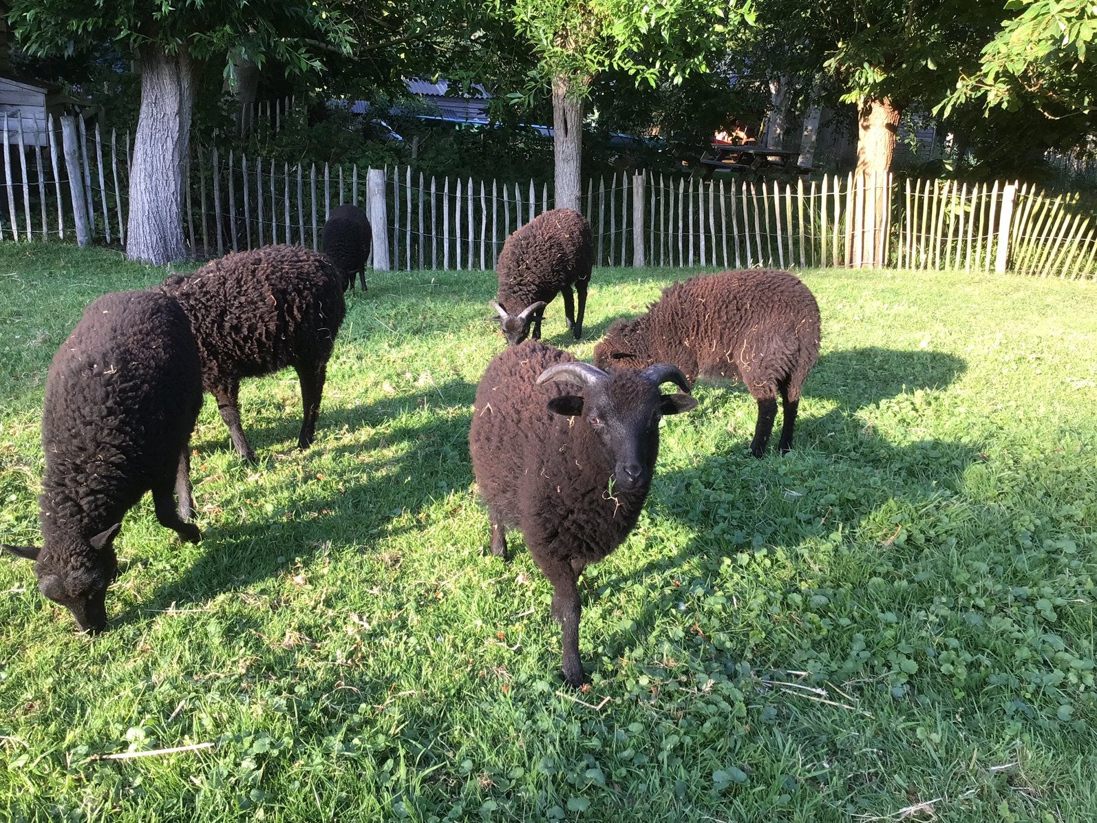 Stamboek Skudde rammen., Dieren en Toebehoren, Schapen, Geiten en Varkens, Mannelijk, Schaap