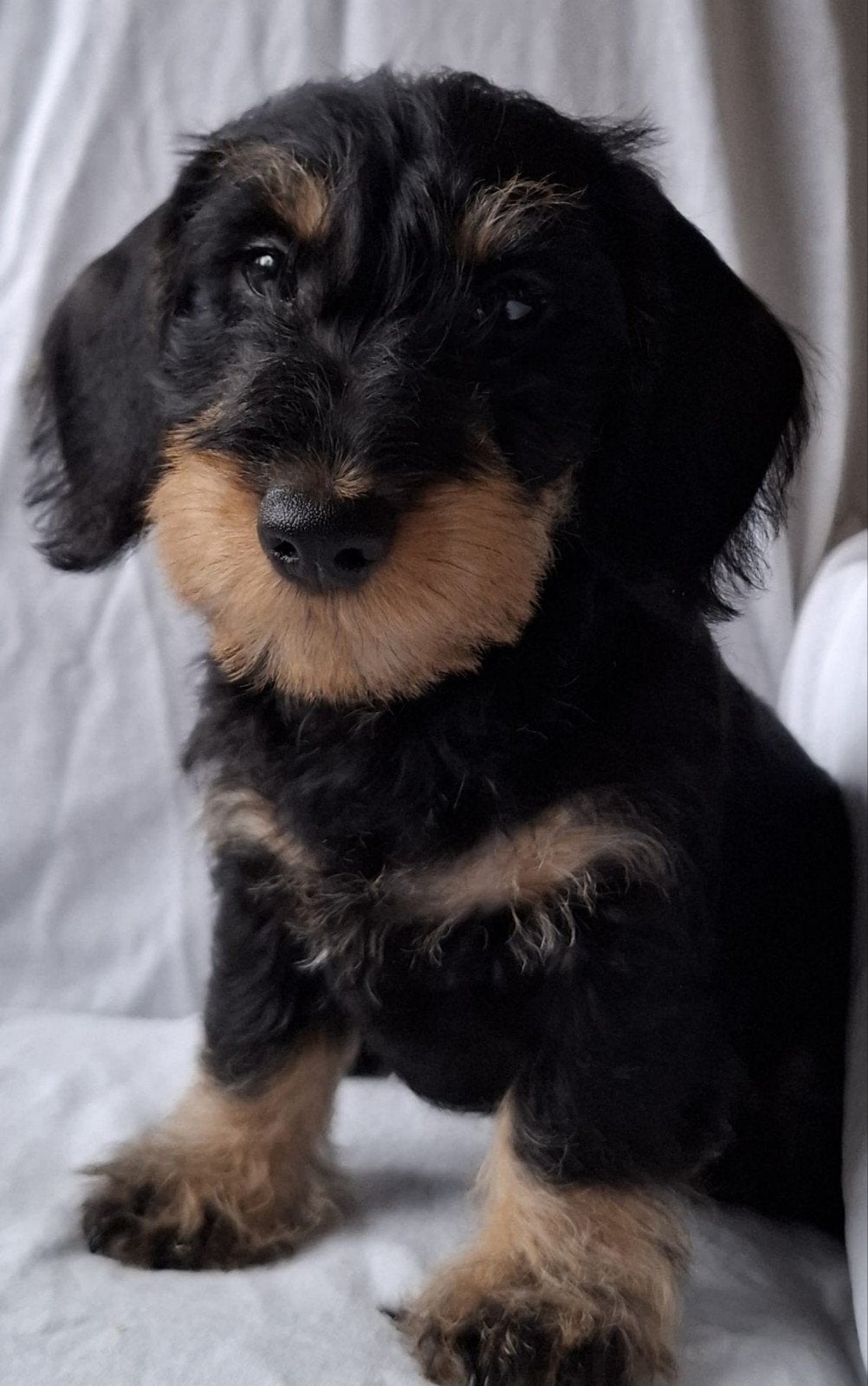 ruwharige dwergteckel pups, Reu, CDV (hondenziekte), 8 tot 15 weken, Dwerg