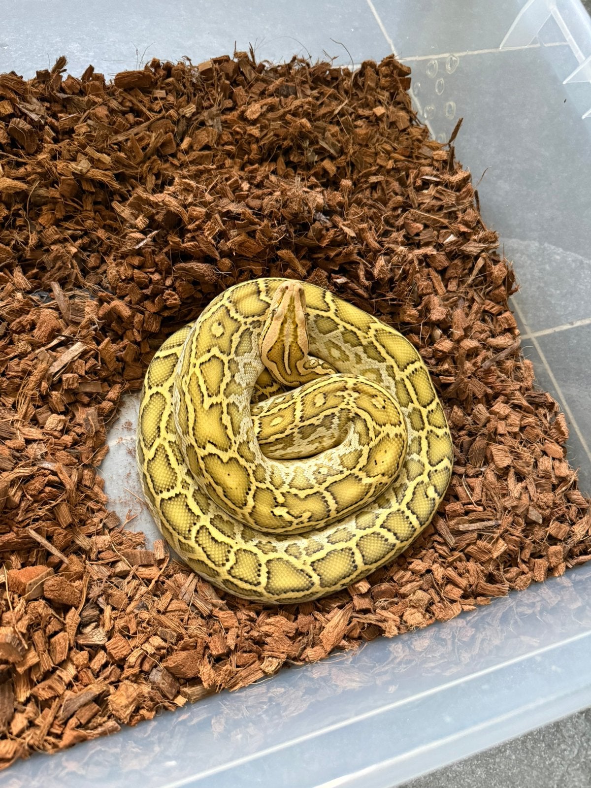 Tijger Python, Slang, 0 tot 2 jaar