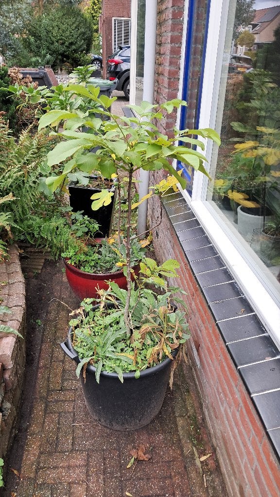 Walnoot Juglans in container (=grote pot), Bloeit niet, Overige soorten, 100 tot 250 cm, Ophalen