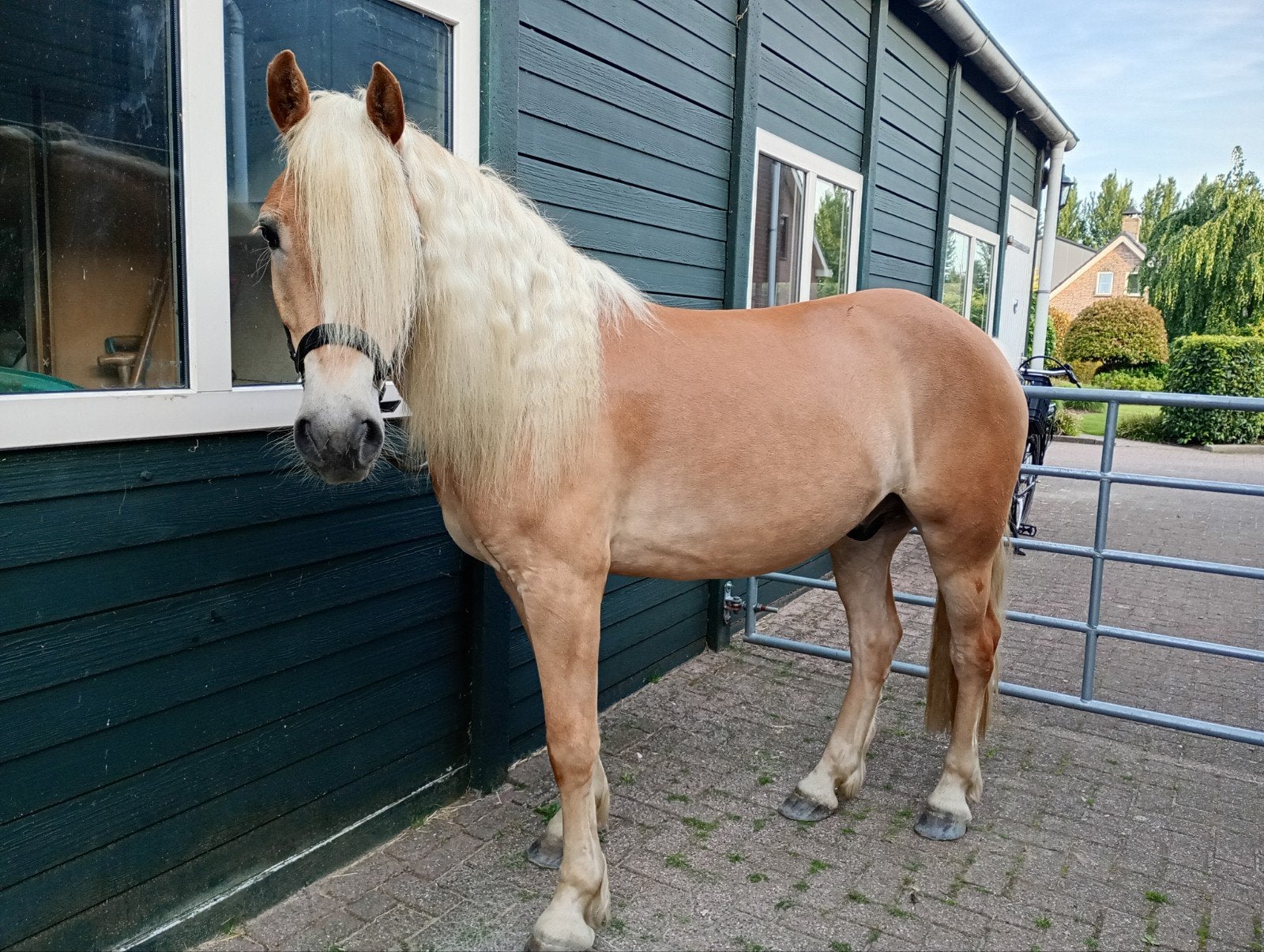 Verzorgster gezocht voor 4 jarige Haflinger, Ophalen of Verzenden, Nieuw
