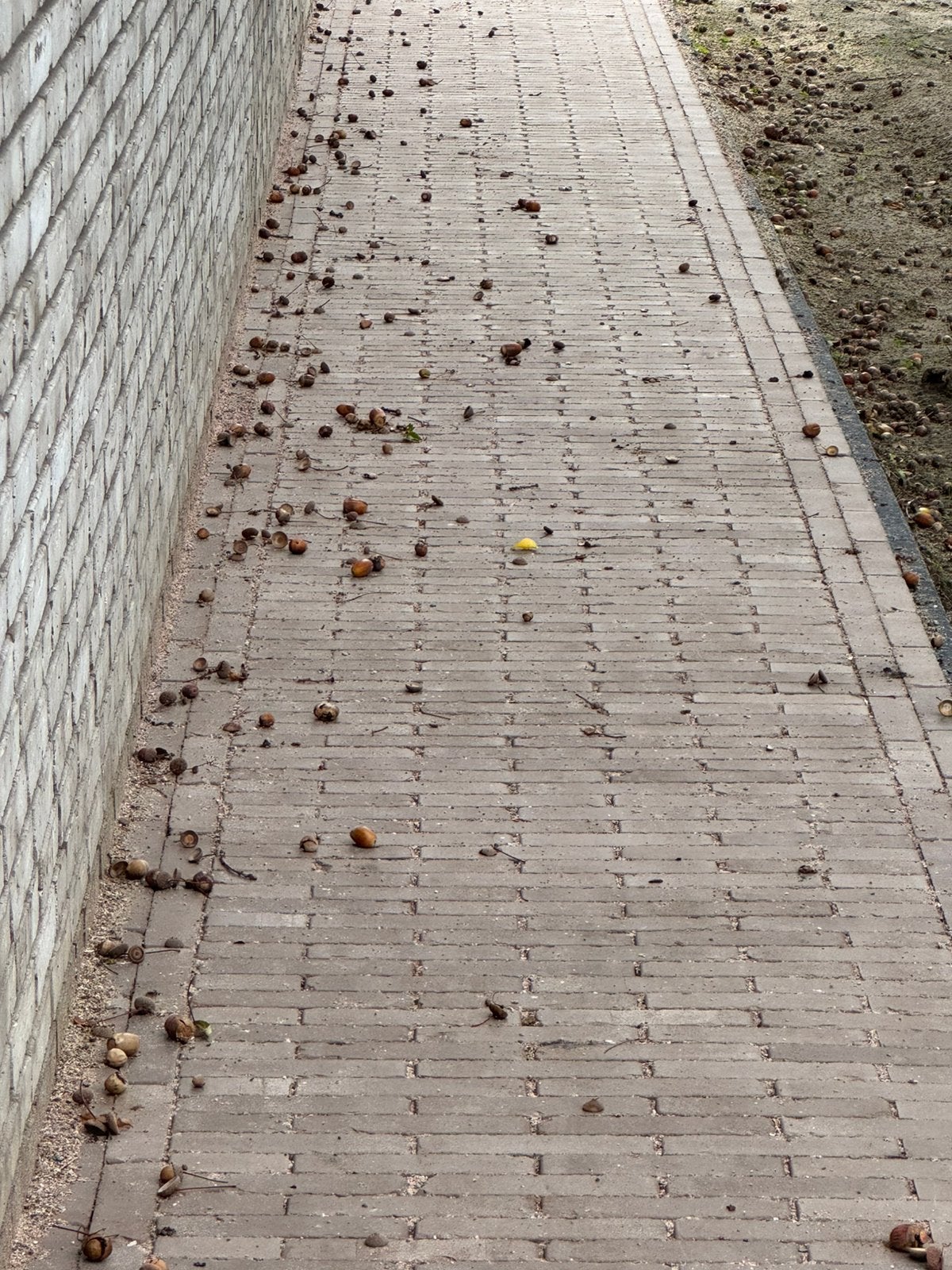 Gebakken waalformaat 5m2, Tuin en Terras, Tegels en Klinkers, Ophalen of Verzenden, Nieuw, Klinkers