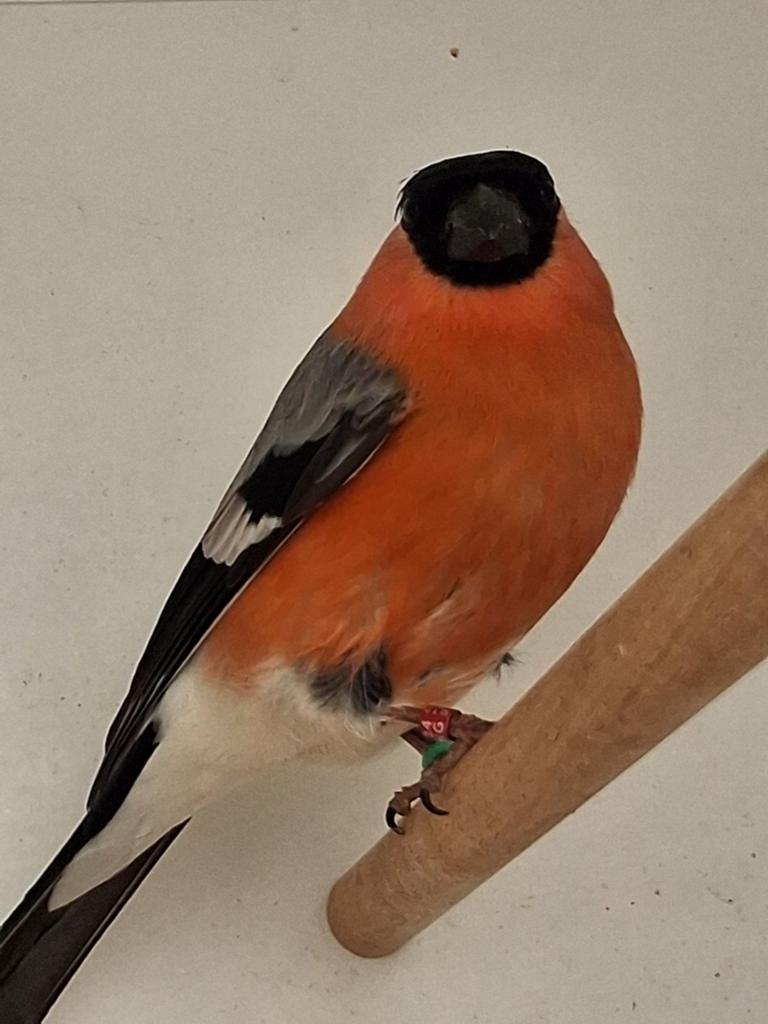Super mooie Grote Noordse Goudvink man, Mannelijk, Wildzangvogel, Geringd