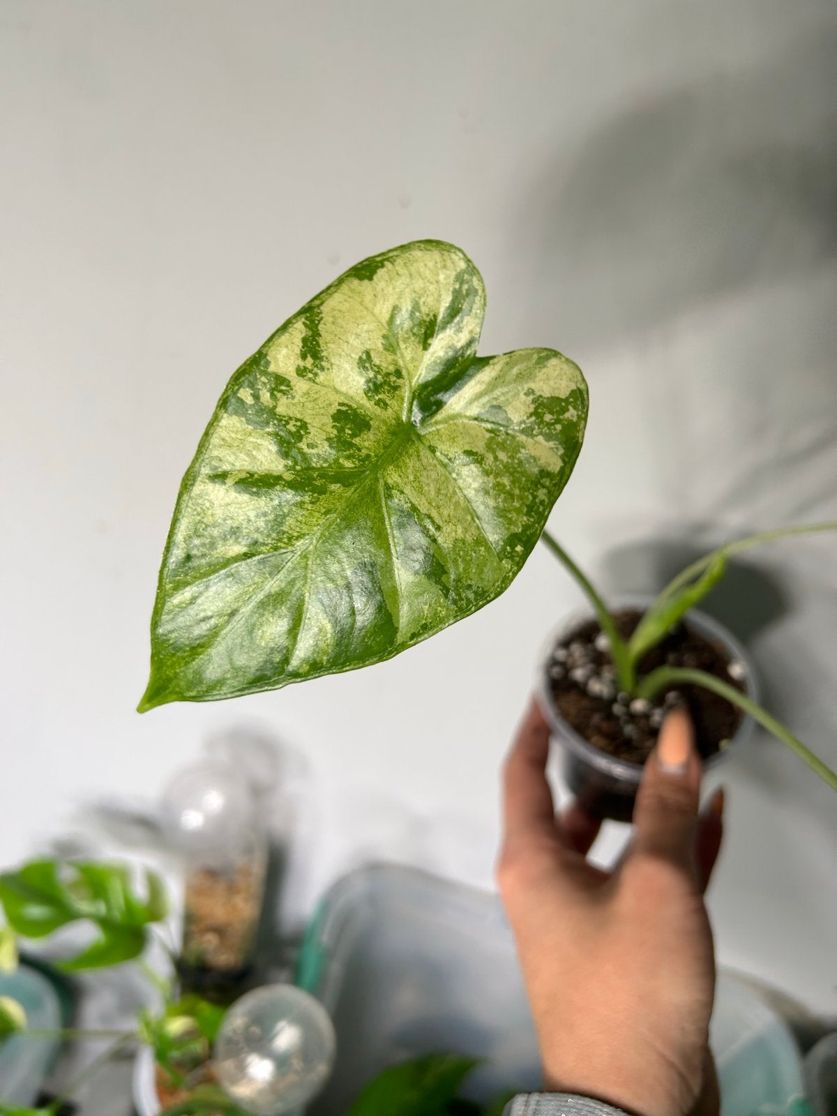 Alocasia Gageana Albo - Prachtige Gevlekte Bladeren, Huis en Inrichting, Ophalen of Verzenden, Halfschaduw, Minder dan 100 cm