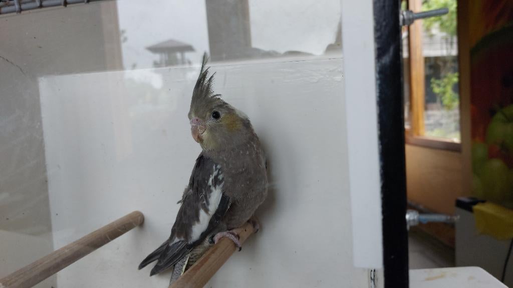 Valkparkiet baby, Dieren en Toebehoren, Geslacht onbekend, Parkiet, Geringd