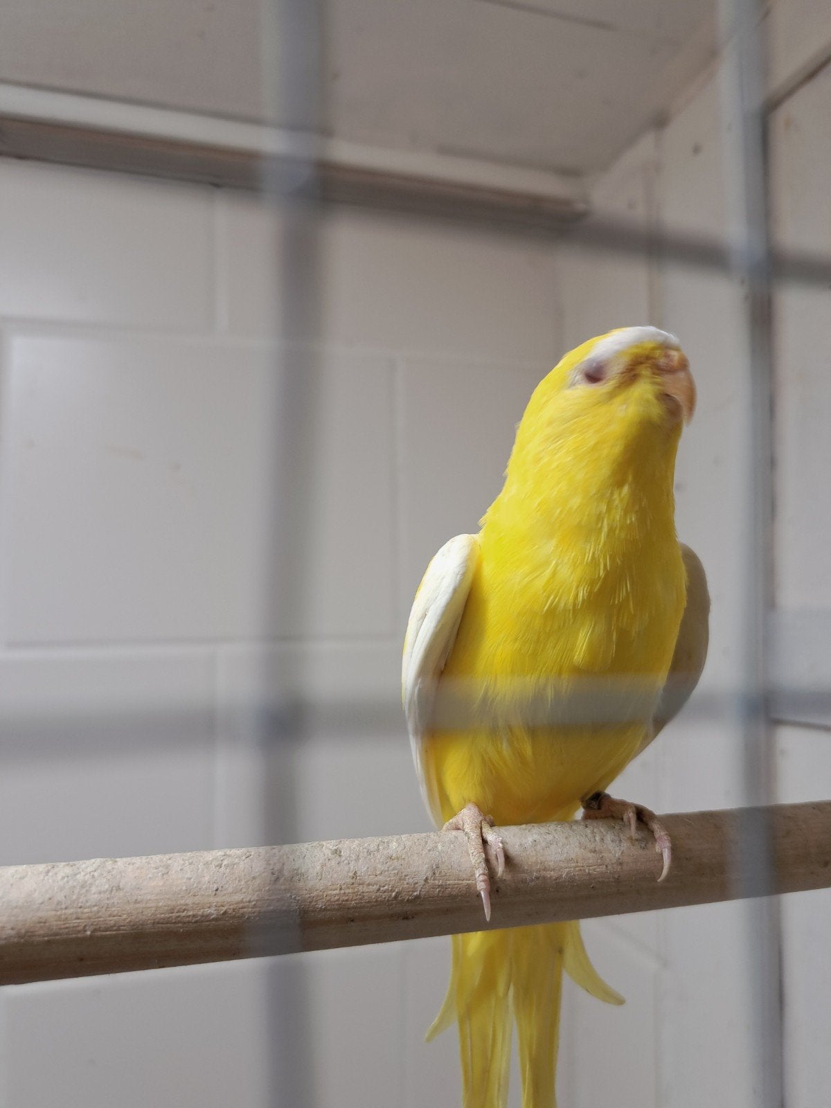 Elegant parkiet, Dieren en Toebehoren, Vogels | Parkieten en Papegaaien, Mannelijk, Parkiet, Geringd