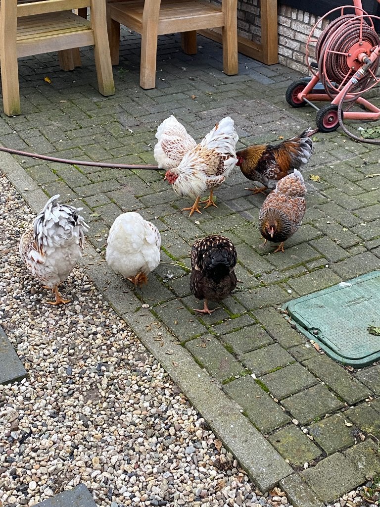 Witte Wyandot haan en evt. Wyandot kip, Dieren en Toebehoren, Pluimvee, Mannelijk, Kip