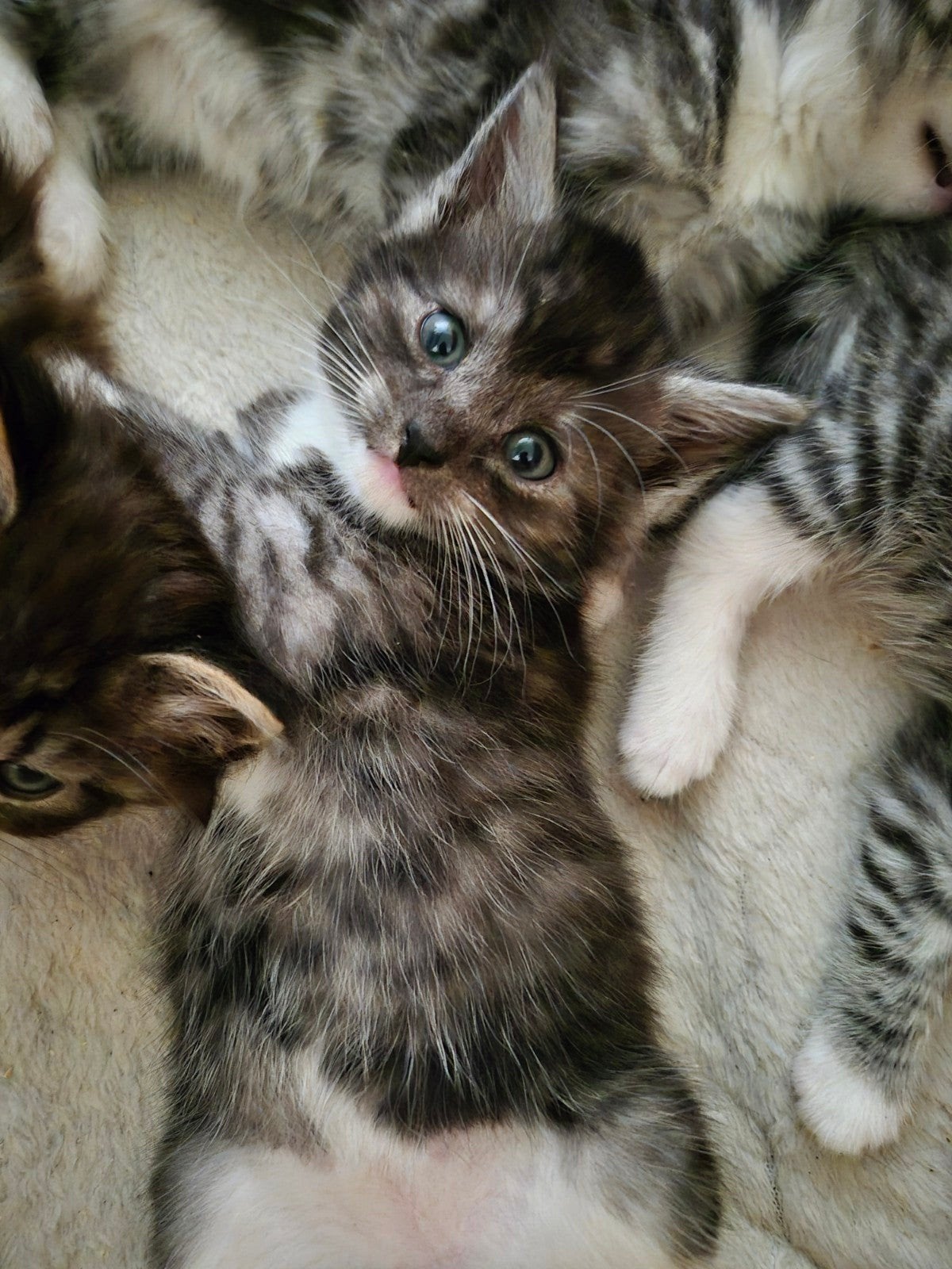 Mooie Europese korthaar/maine coon kittens, Dieren en Toebehoren, Katten en Kittens | Raskatten | Korthaar, Meerdere dieren, 0 tot 2 jaar