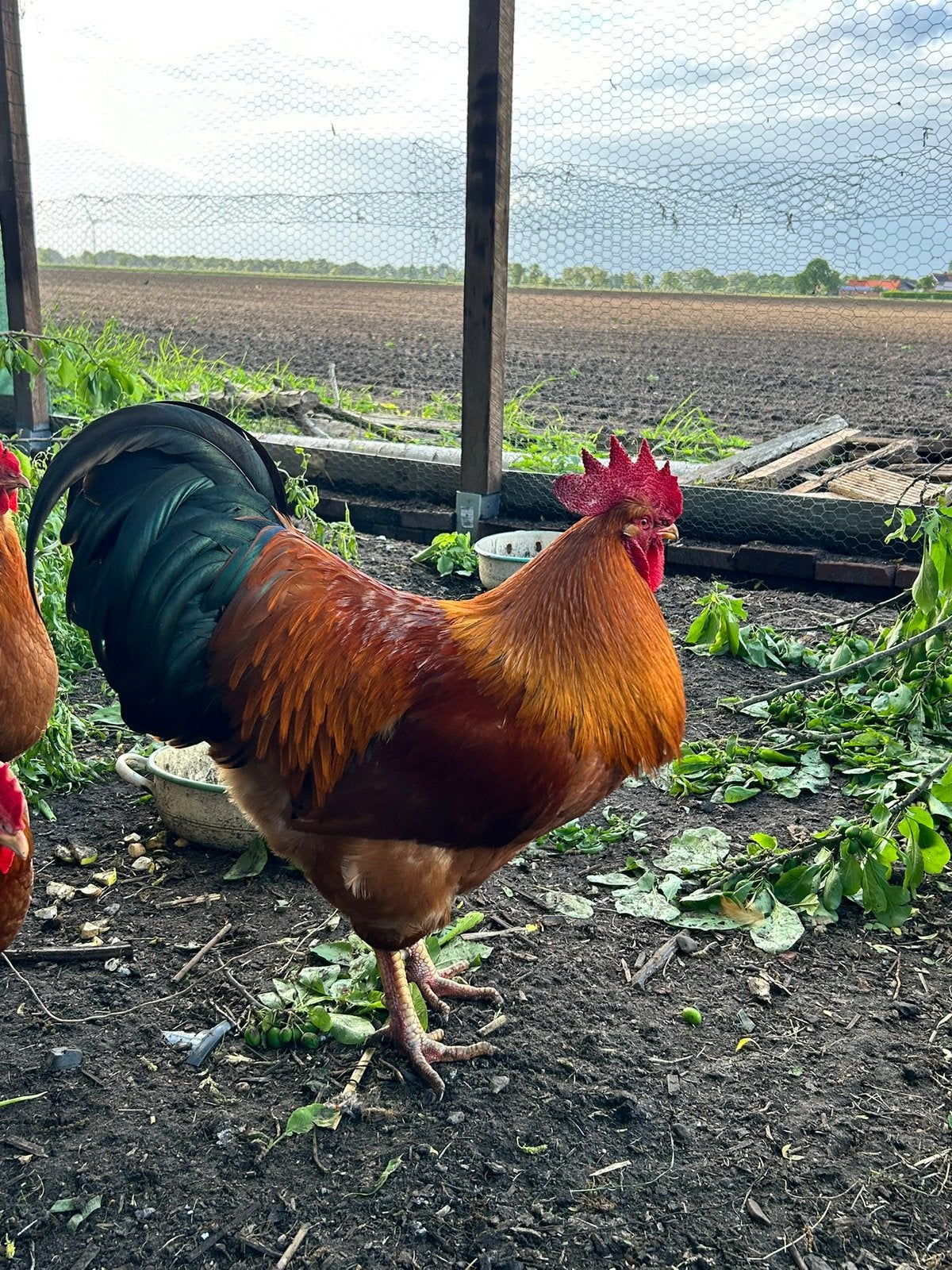 1jarige, flinke Newhampshire haan, Dieren en Toebehoren, Pluimvee, Mannelijk, Kip