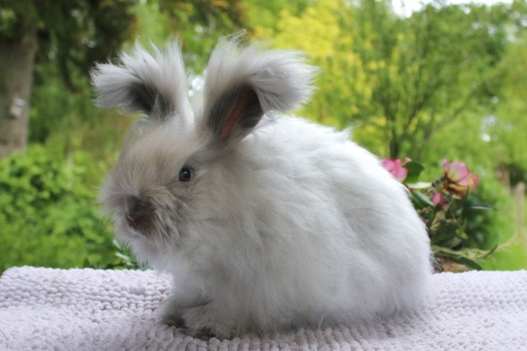 Engelse Angora rammetje gecastreerd, Dieren en Toebehoren, Mannelijk, Middelgroot, 0 tot 2 jaar