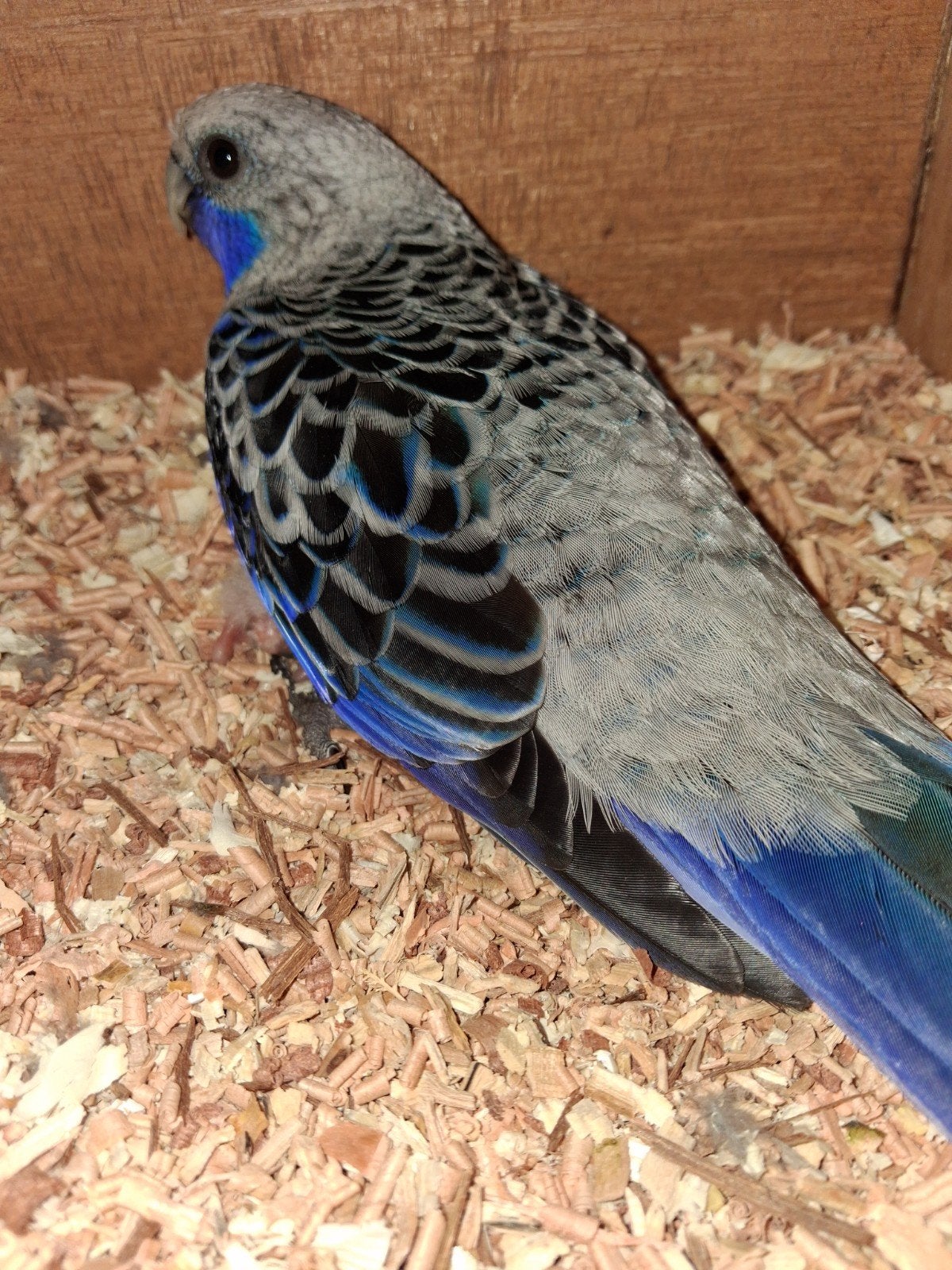 Bewezen koppeltje Pennant rosella, Dieren en Toebehoren, Meerdere dieren, Parkiet