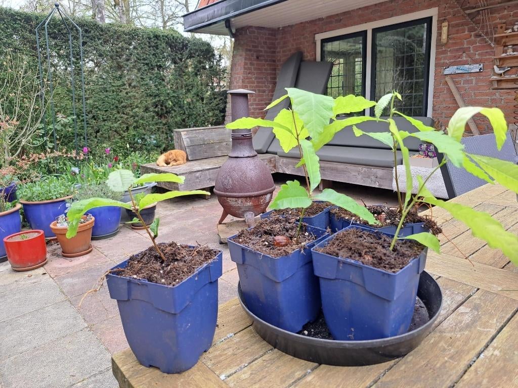 9 x tamme kastanjeboompje, Overige soorten, Lente, Minder dan 100 cm, Ophalen