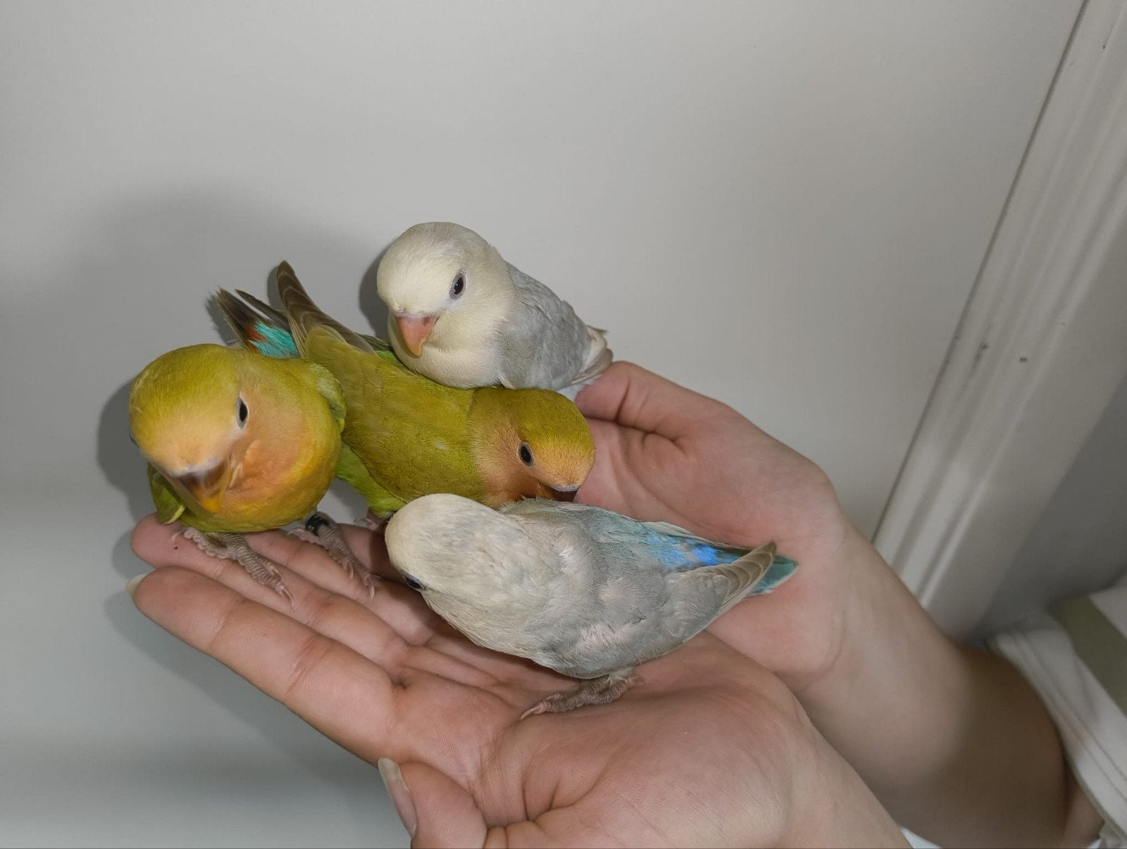 4 jonge agapornis roseicollis, Dieren en Toebehoren, Vogels | Parkieten en Papegaaien, Geslacht onbekend, Dwergpapegaai of Agapornis